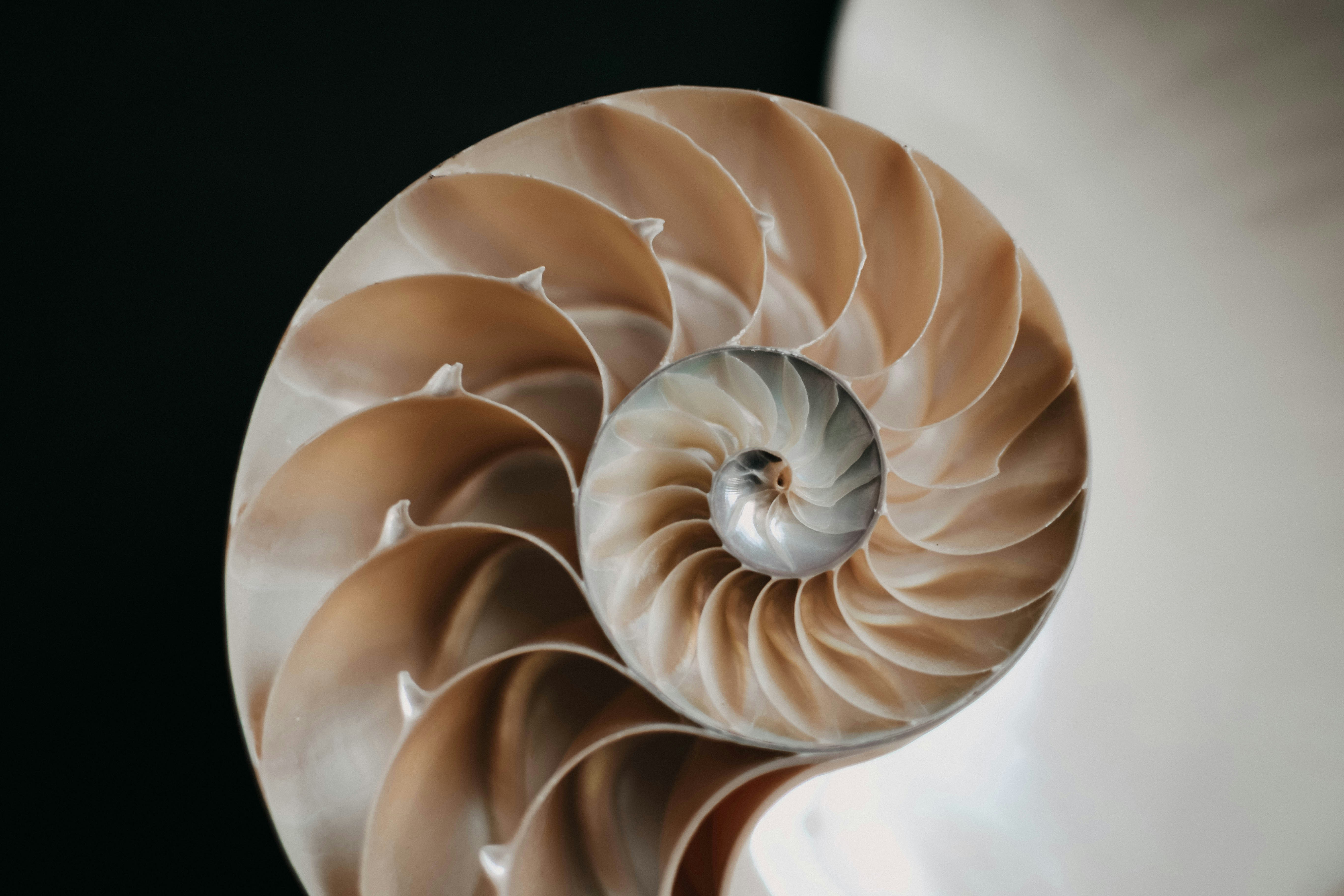 Golden ratio nautilus shell